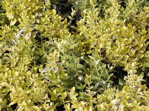 Euonymus fortunei 'Emeraldn Gold'